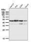 Anti-IRF1 Rabbit Monoclonal Antibody